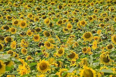 《巫师之昆特牌》拓展包仙尼德之变上线 新旅途艾瑞图萨开启